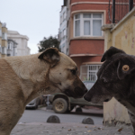 映画『ストレイ 犬が見た世界』