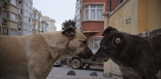 映画『ストレイ 犬が見た世界』