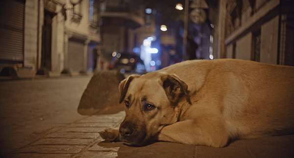 映画『ストレイ 犬が見た世界』