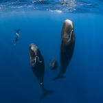 映画『パトリックとクジラ 6000日の絆』パトリック・ダイクストラ